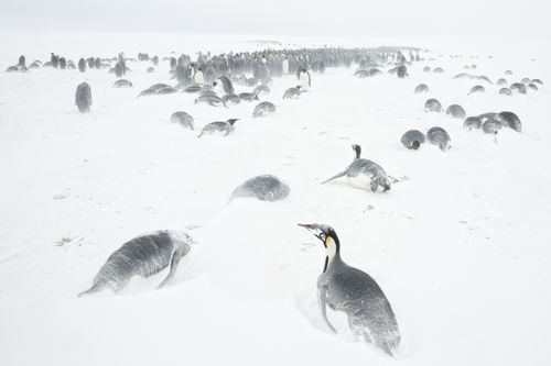 Emperor Penguin