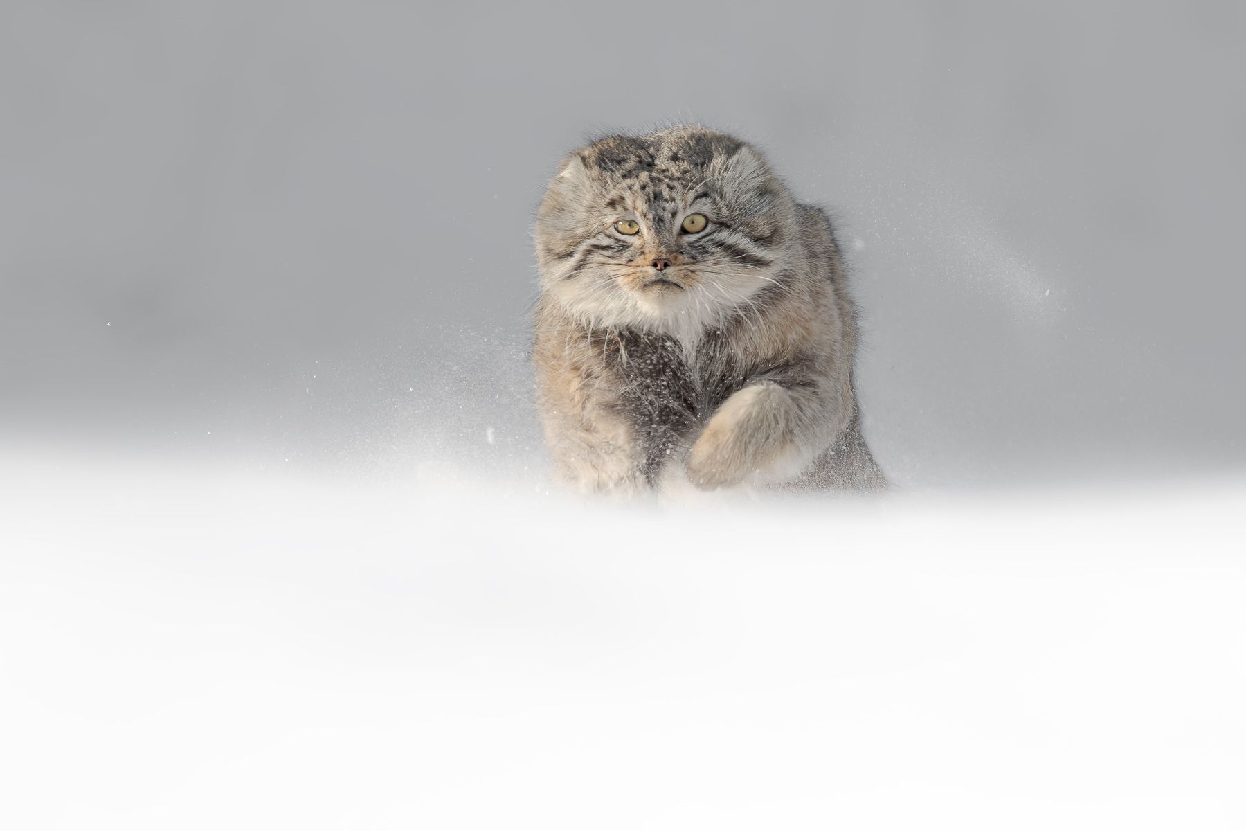 Pallas Cat in Snow in Winter in Mongolia