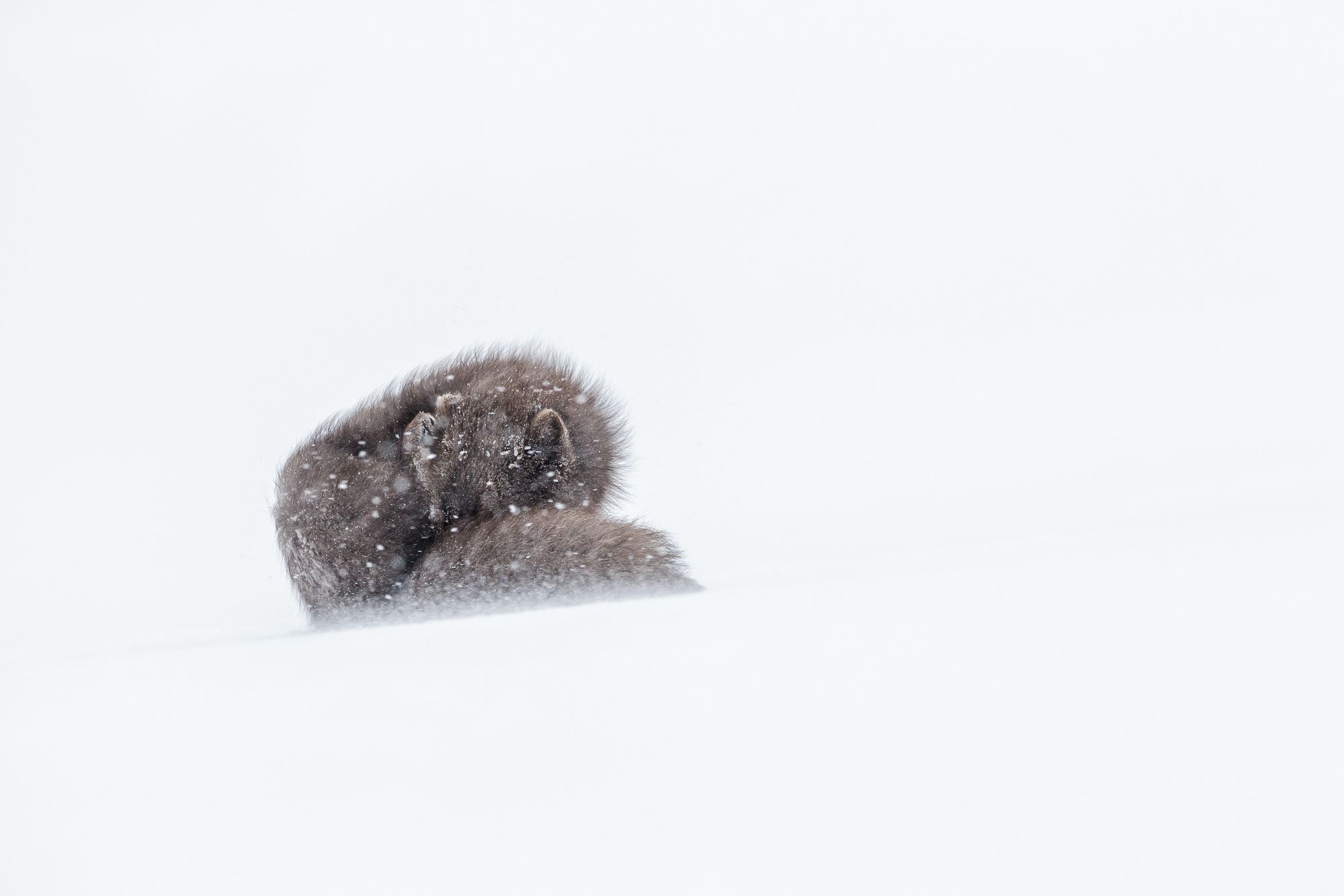 Blue Morph Arctic Fox 