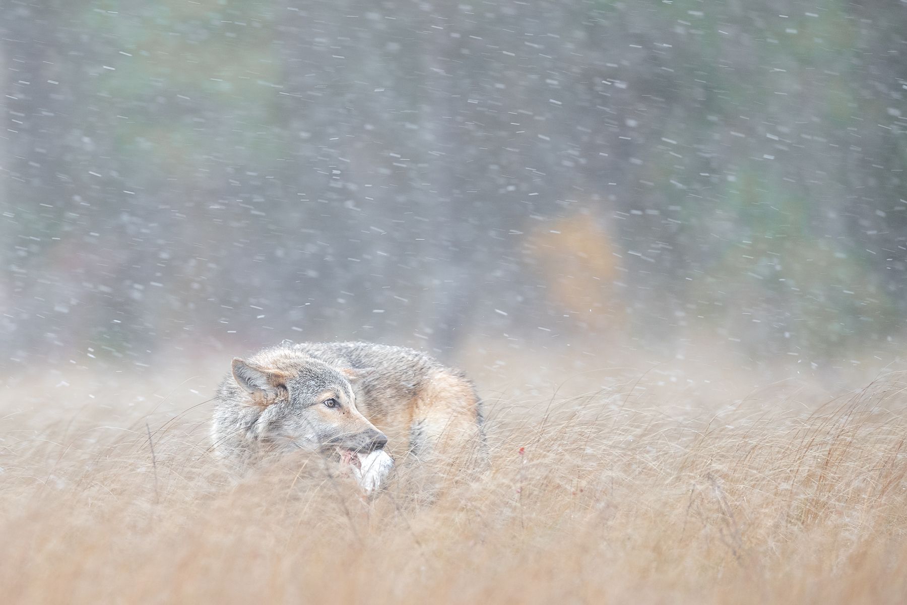 Wolf on the Finland border with Russia