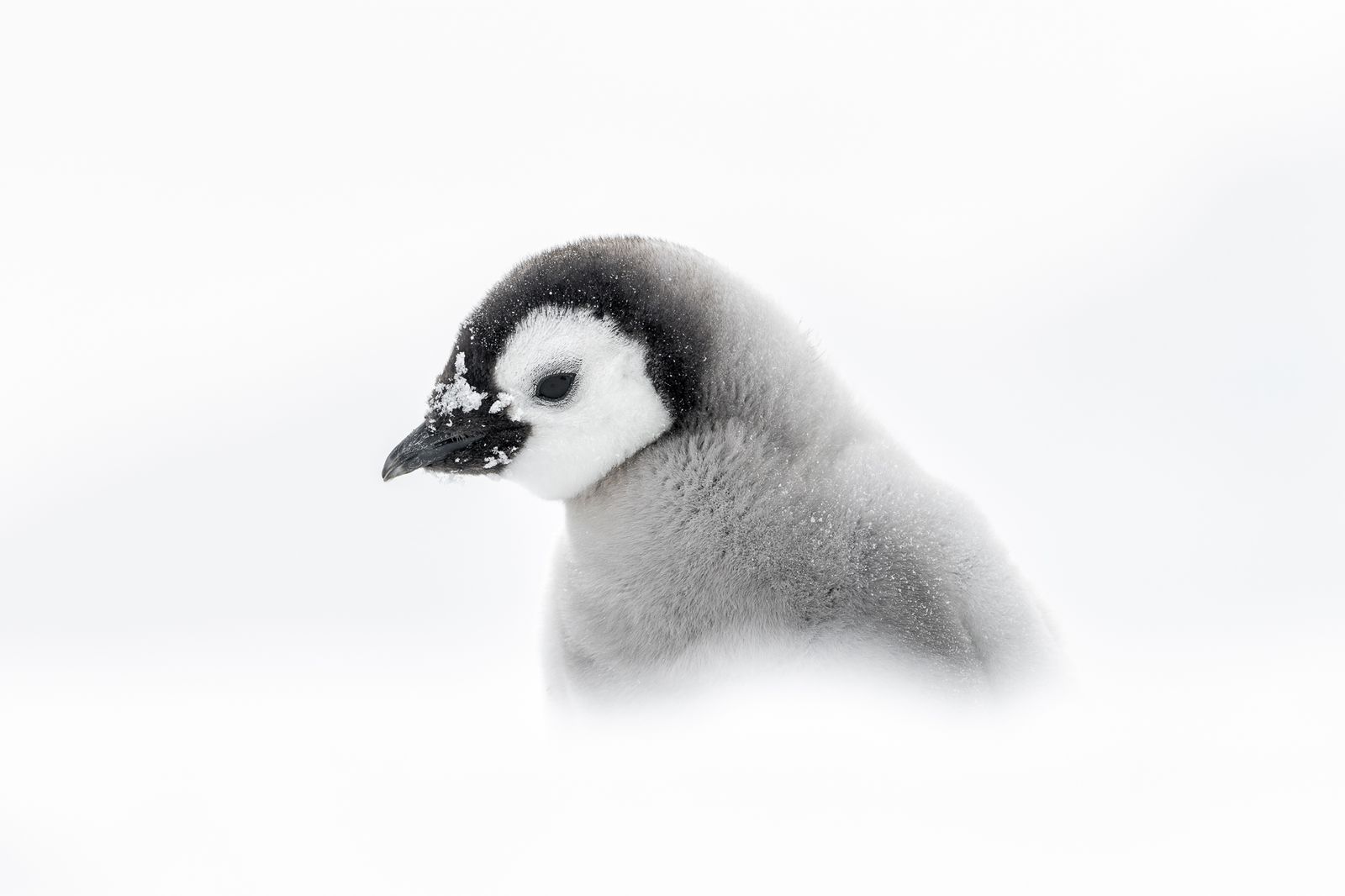 Emperor Penguin Chick  in Antarctica