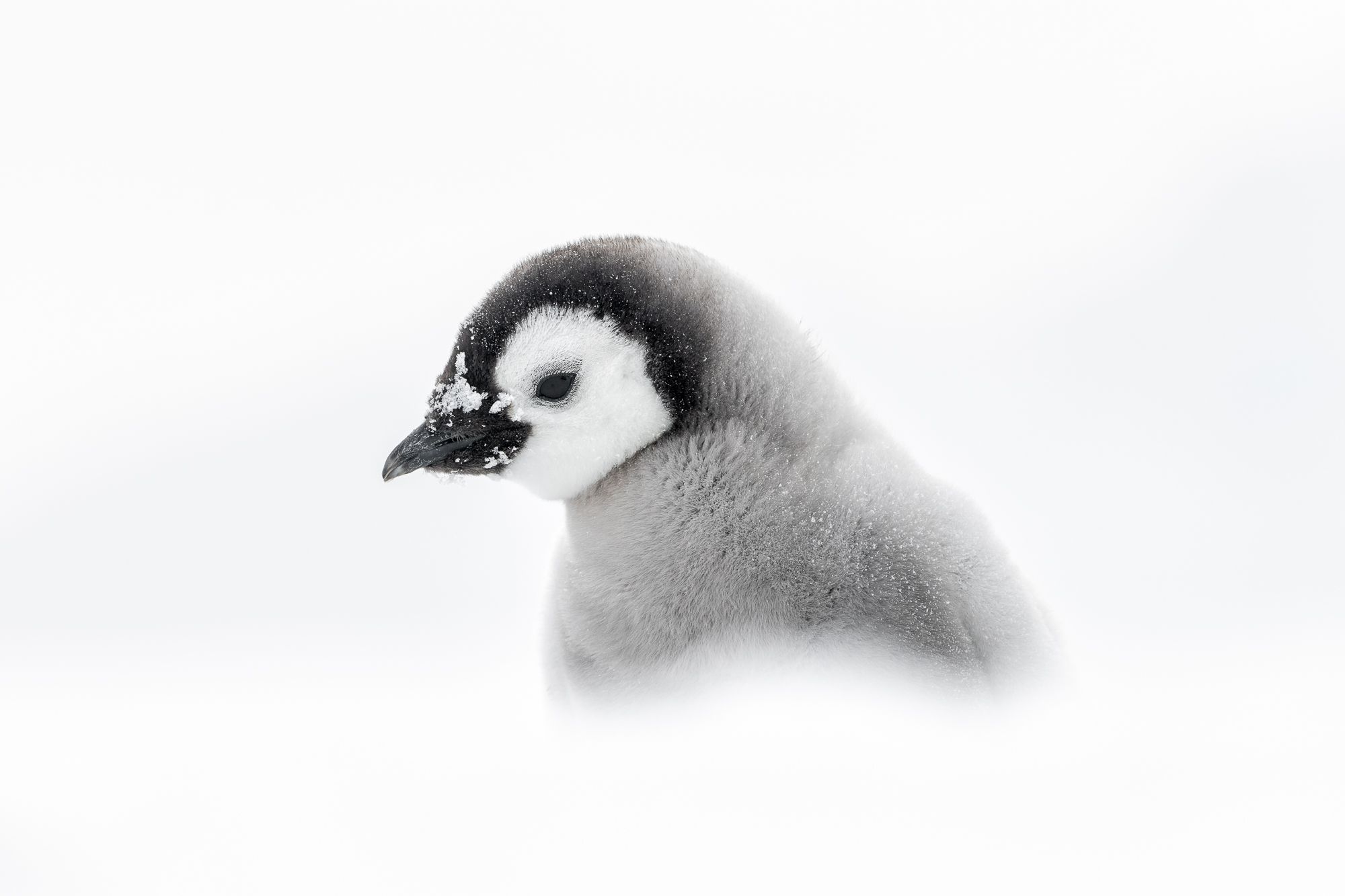 Emperor Penguin Chick  in Antarctica