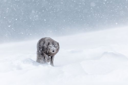 Arctic Fox Photography