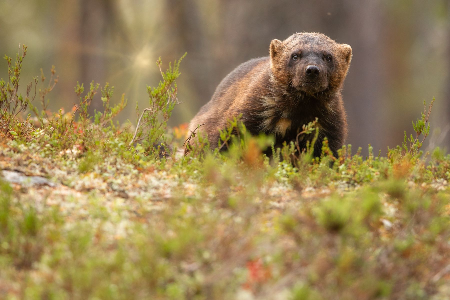 Wolverine in Finland