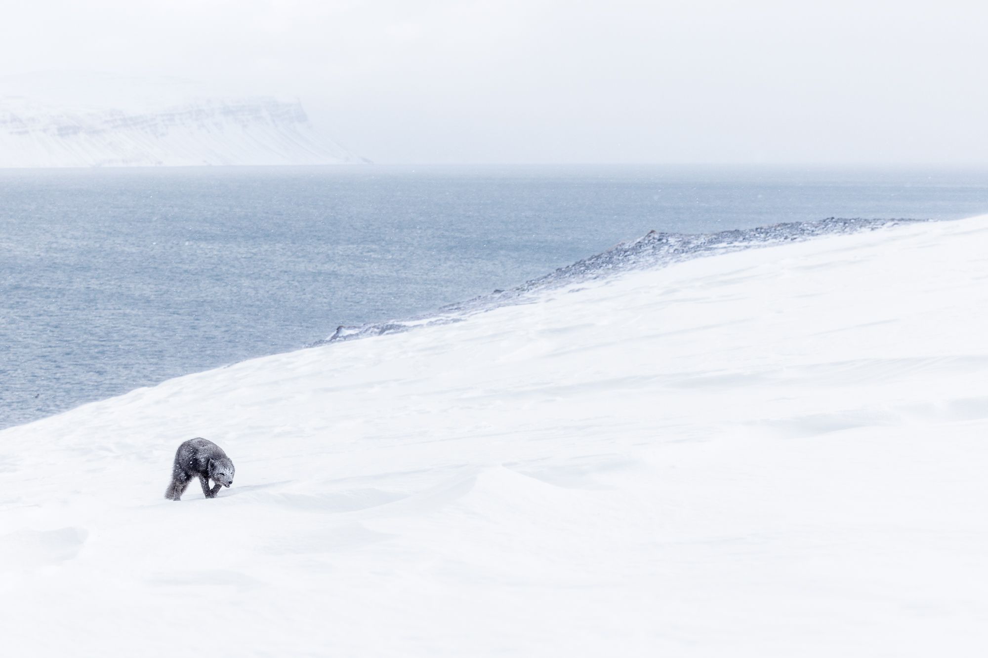Arctic Fox Photography