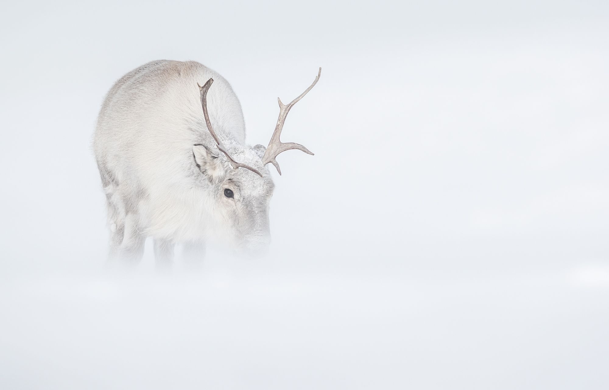Reindeer in Snow in the Arctic 