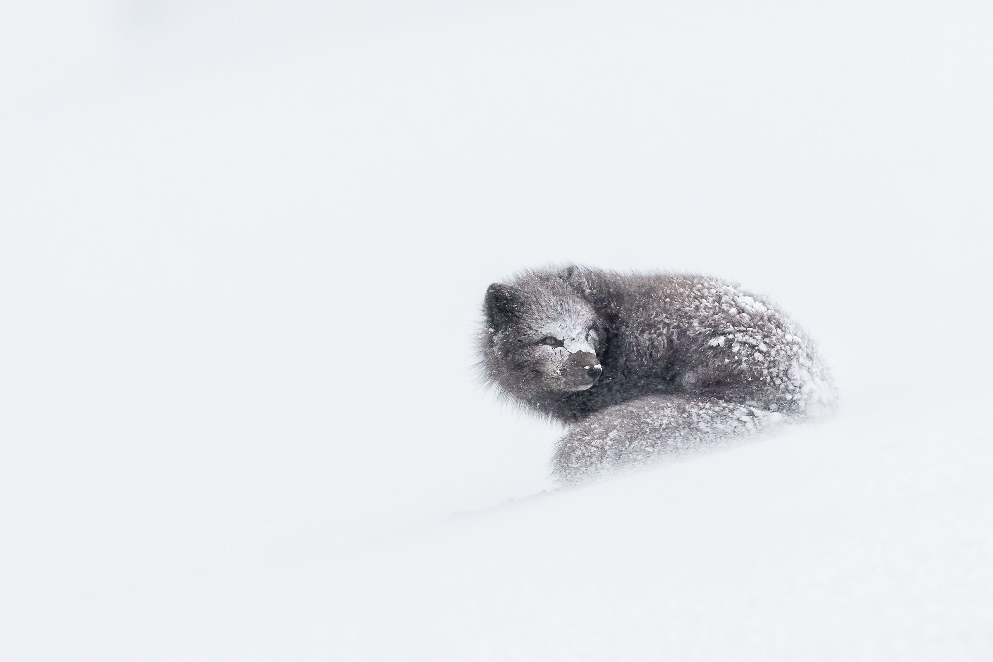 Arctic Fox in Winter Snowstorm