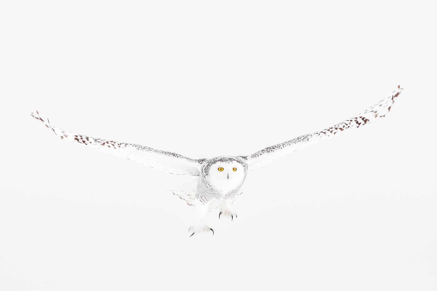 Snowy Owl Photograph by Joshua Holko