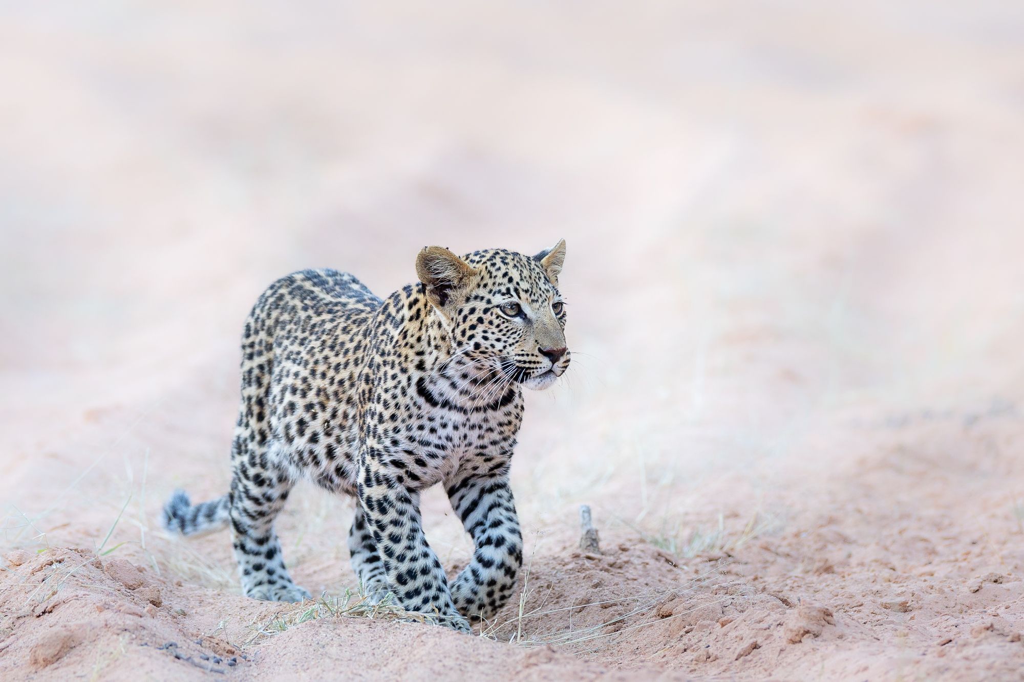 Leopard Cub