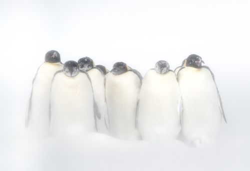 Emperor Penguins