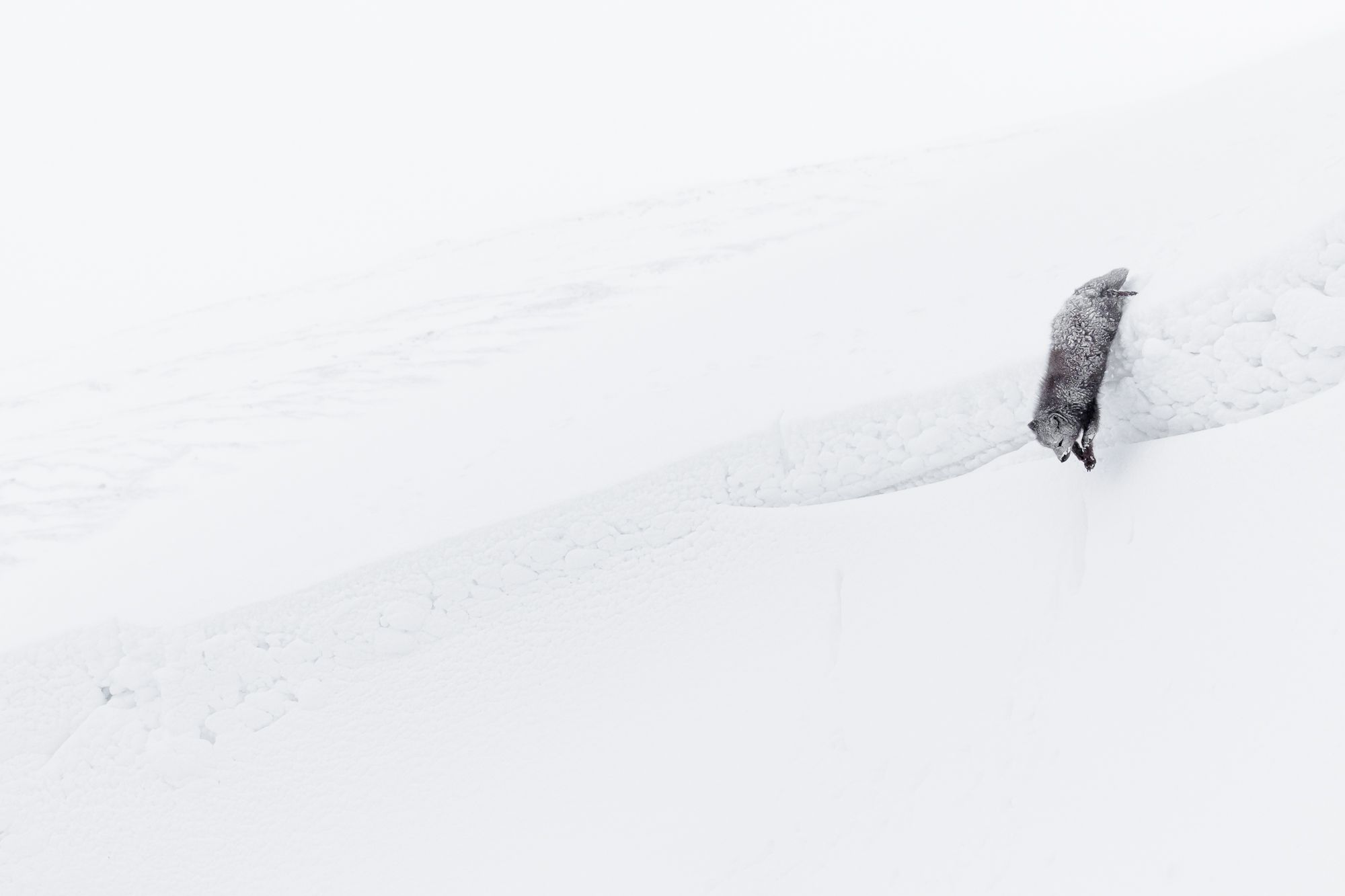 Arctic Fox in Winter Snowstorm Jump
