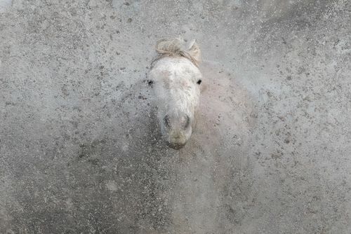 White Horses of the Camargue