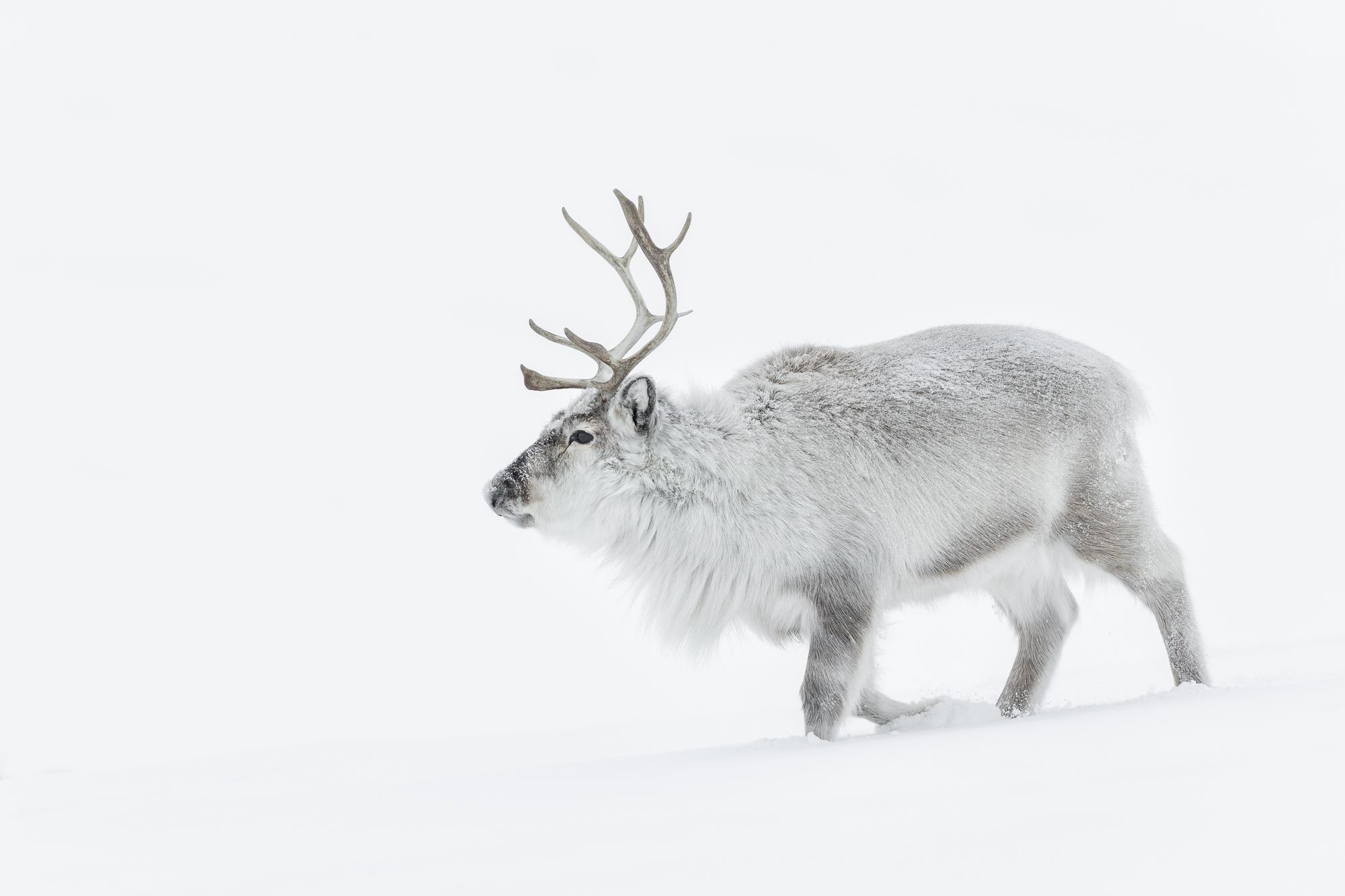 Reindeer in Snow in the Arctic