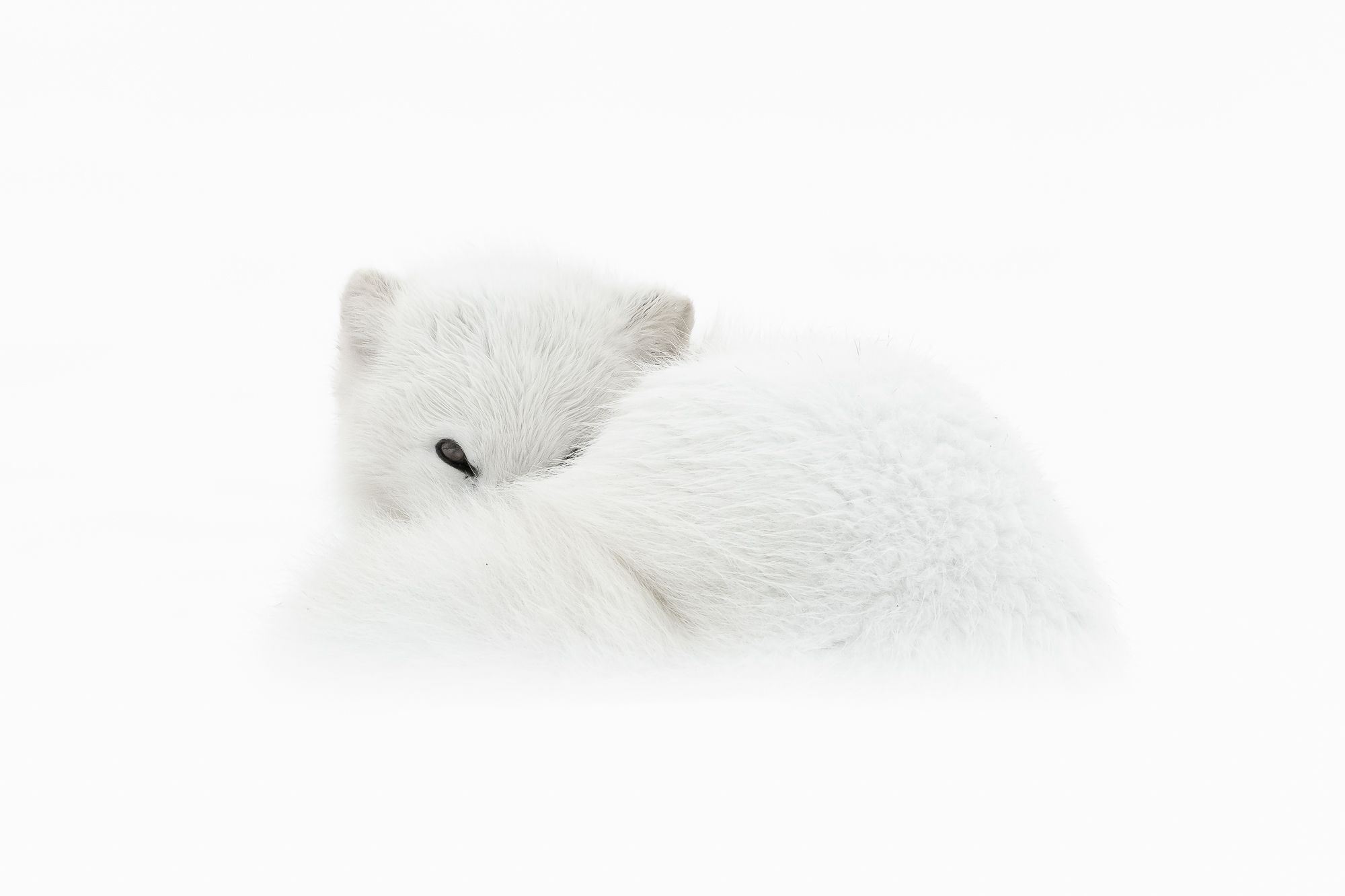 White Morph Arctic Fox