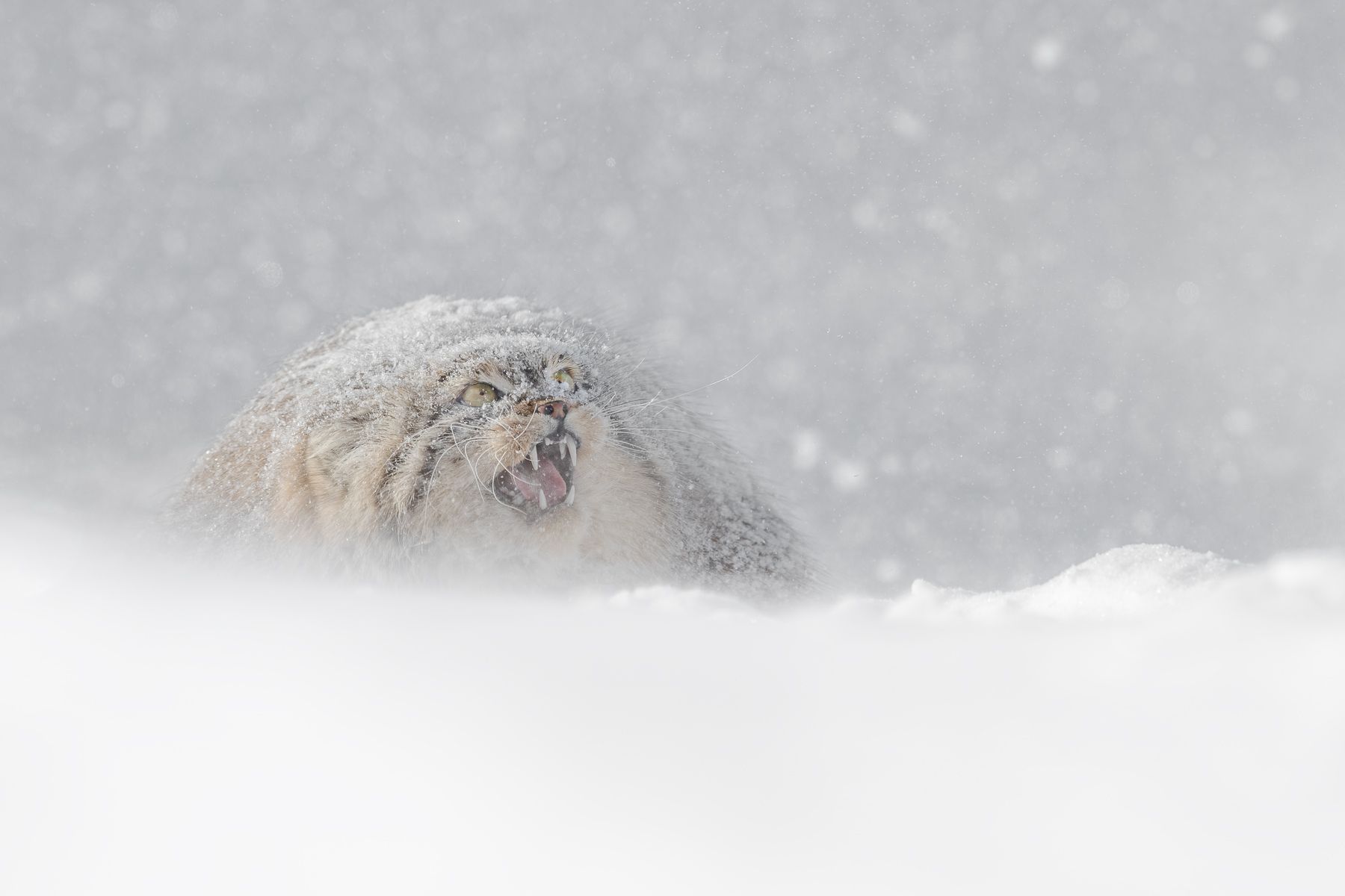 Pallas Cat in Snow in Winter in Mongolia