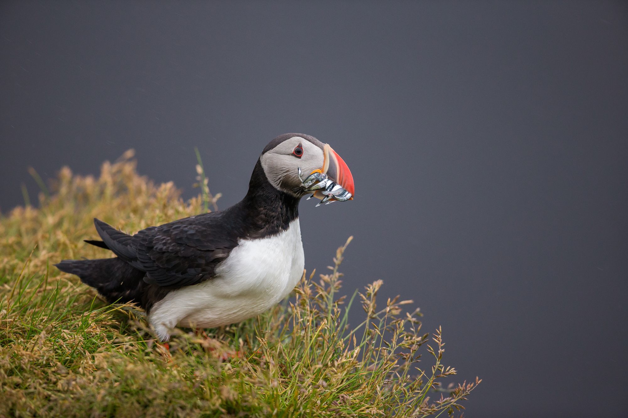 Atlantic Puffin 
