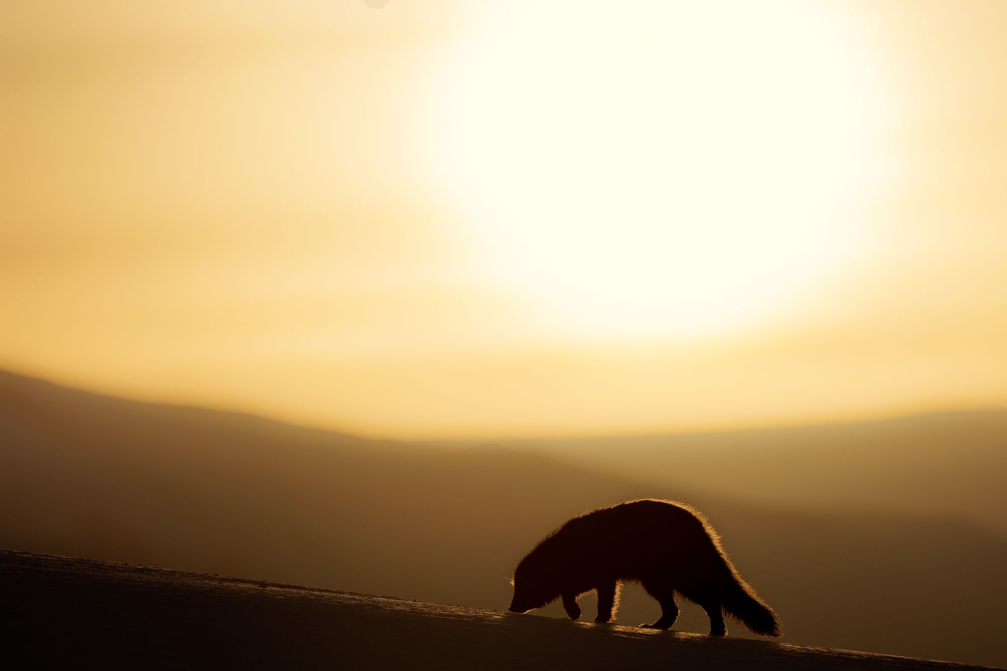 Blue Morph Arctic Fox