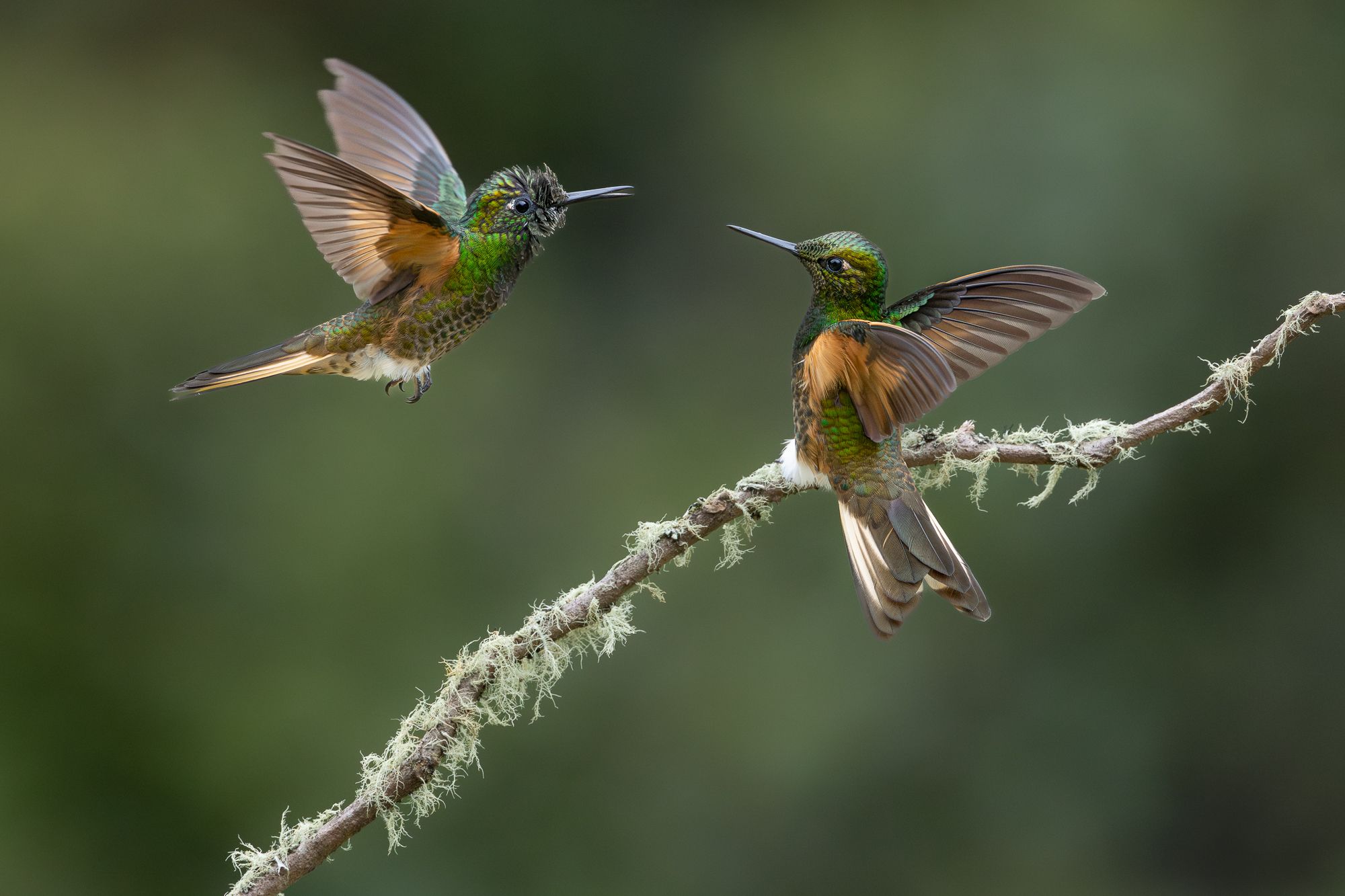 Hummingbirds