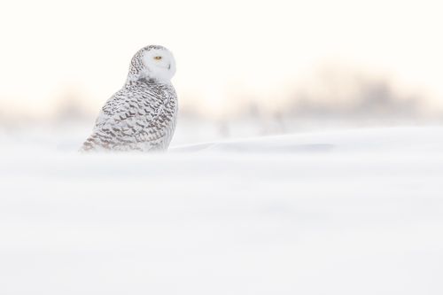 Snowy Owl Photograph by Joshua Holko