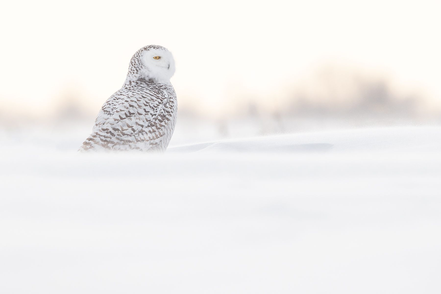 Snowy Owl Photograph by Joshua Holko