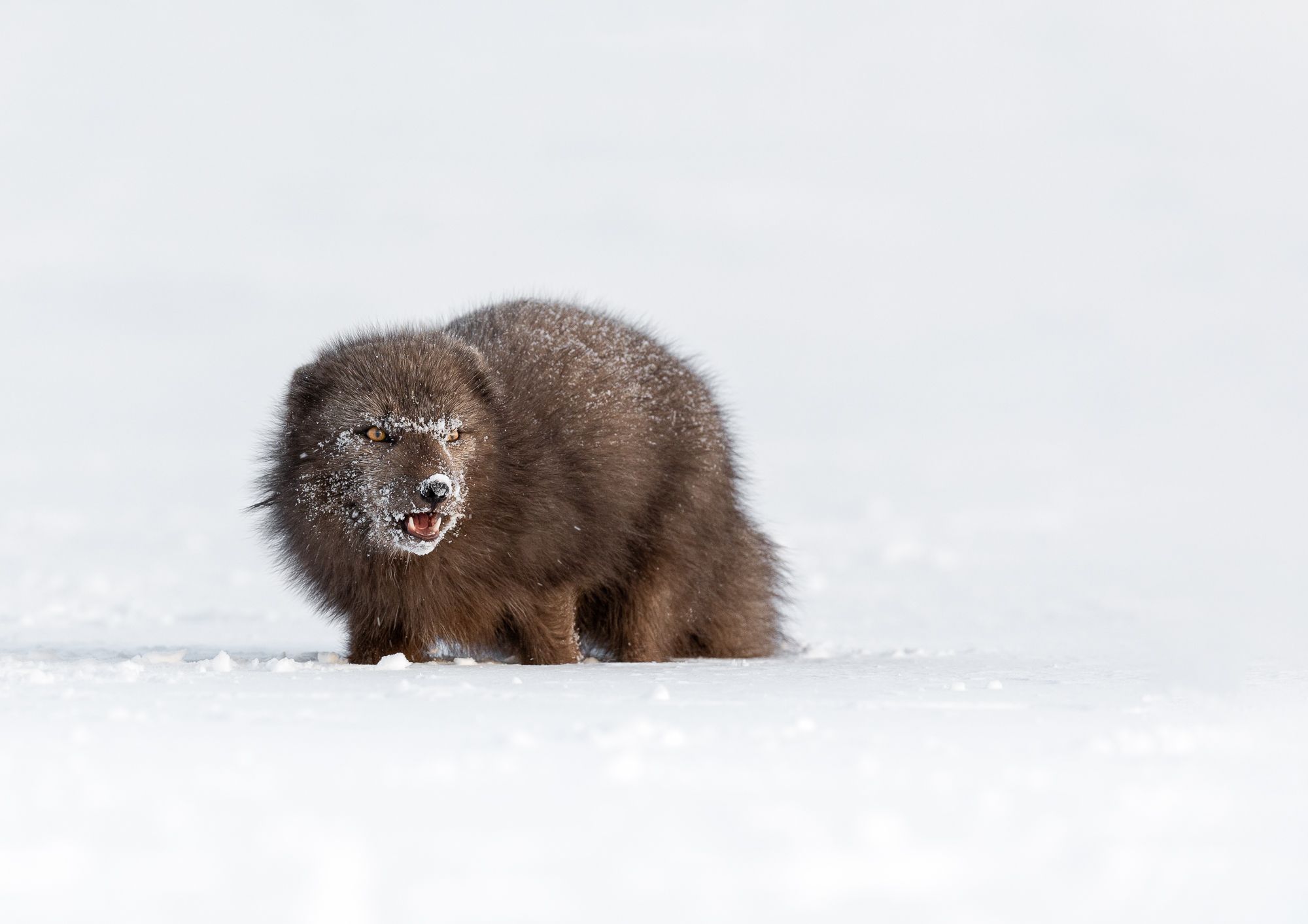 Blue Morph Arctic Fox