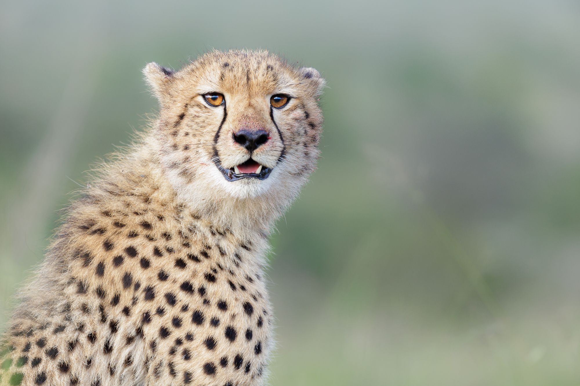 Cheetah