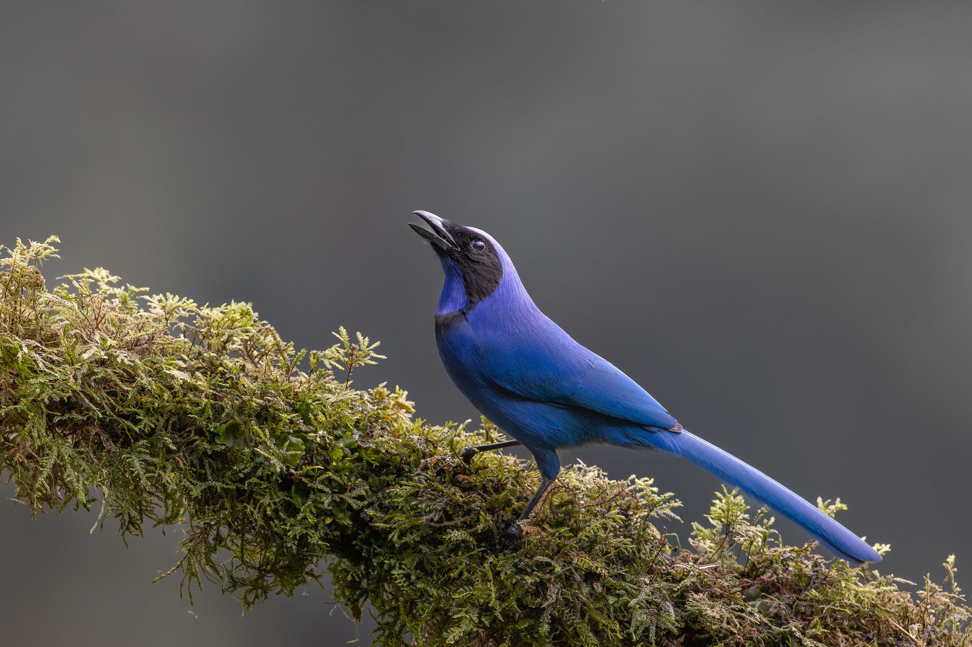 Jay
