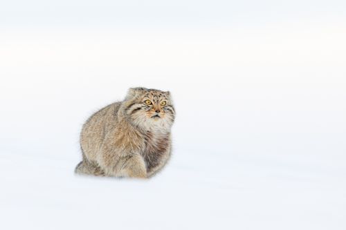 Pallas Cat in Snow in Mongolia