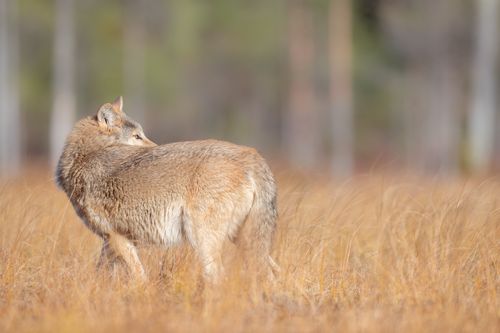 Wolf on the Finland border with Russia