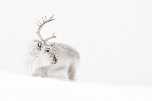 Reindeer