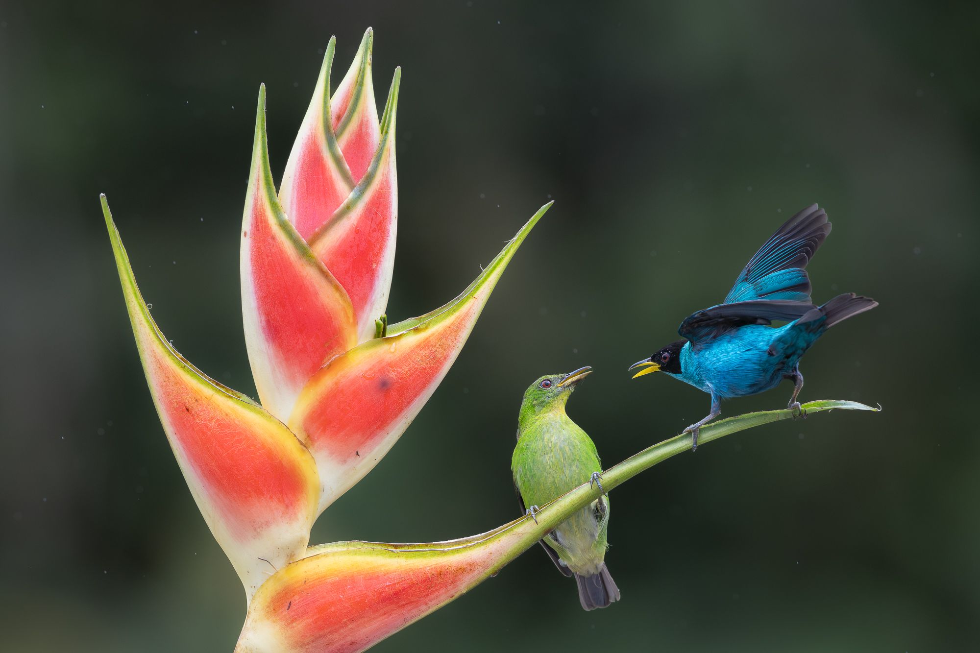 Hummingbirds in Colombia