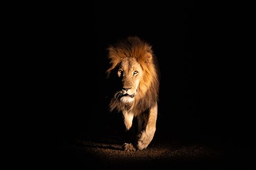 Lion at Night