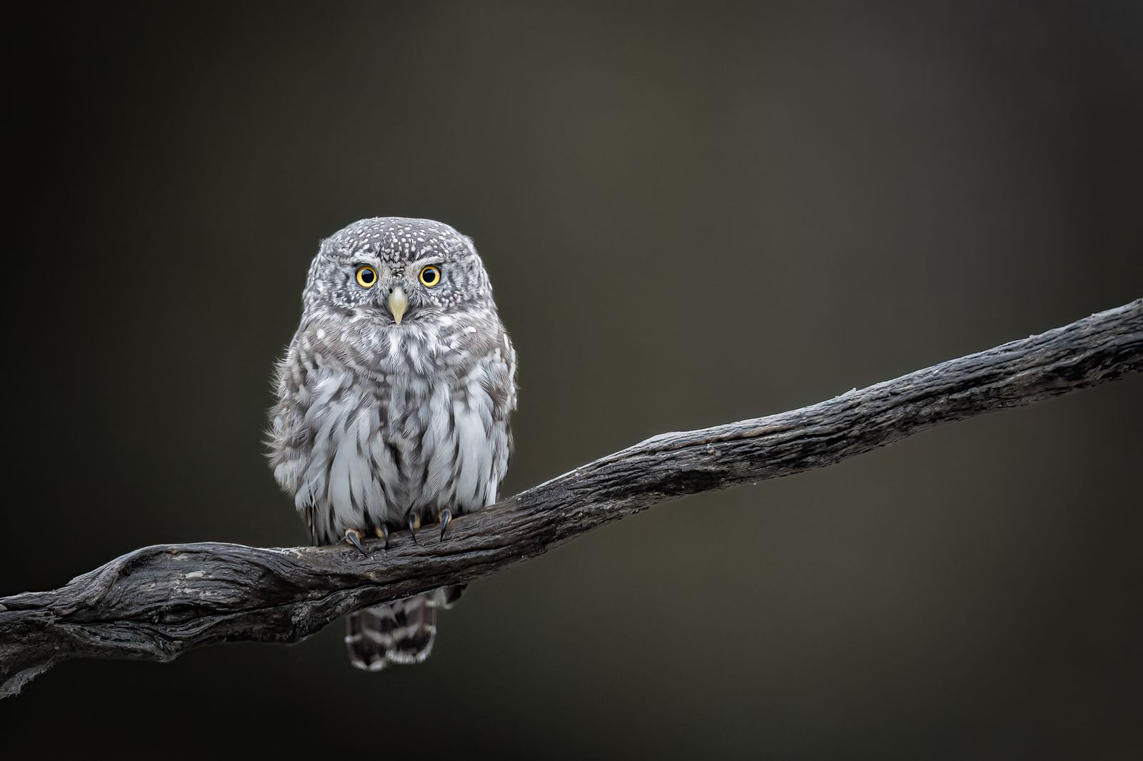 European Pygmy Owl