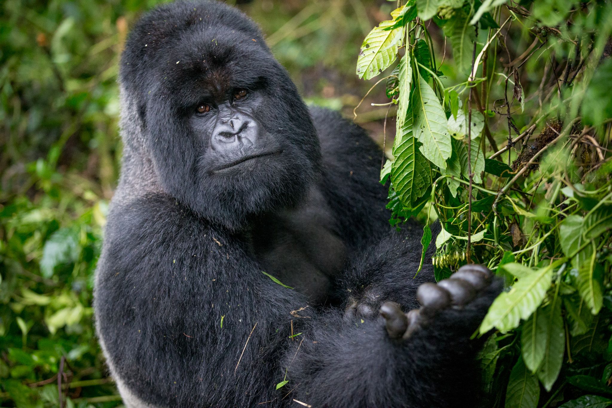 Uganada Gorillla
