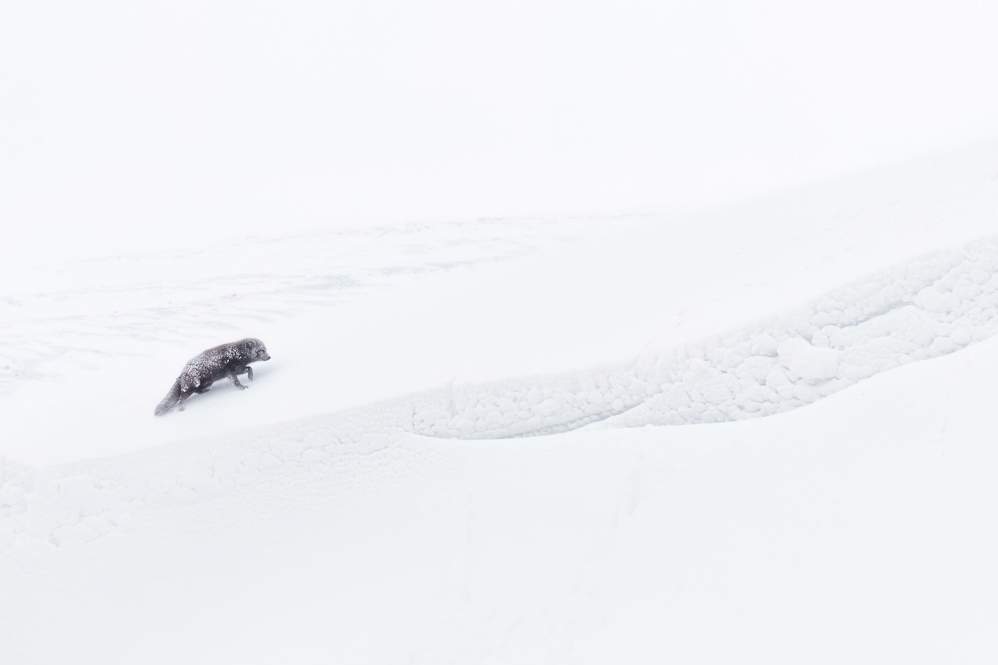 Blue Morph Arctic Fox 