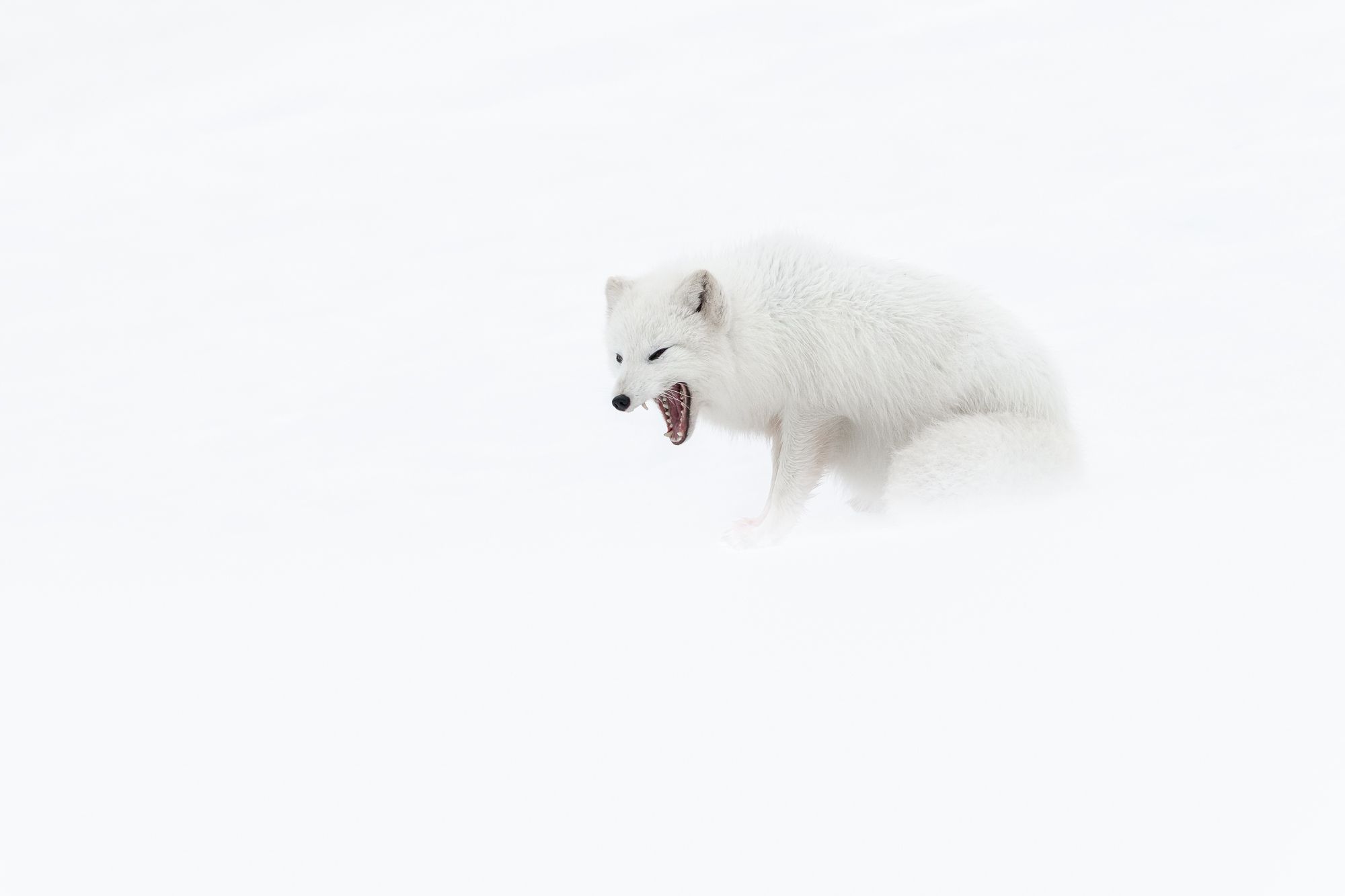 Arctic Fox Yawn