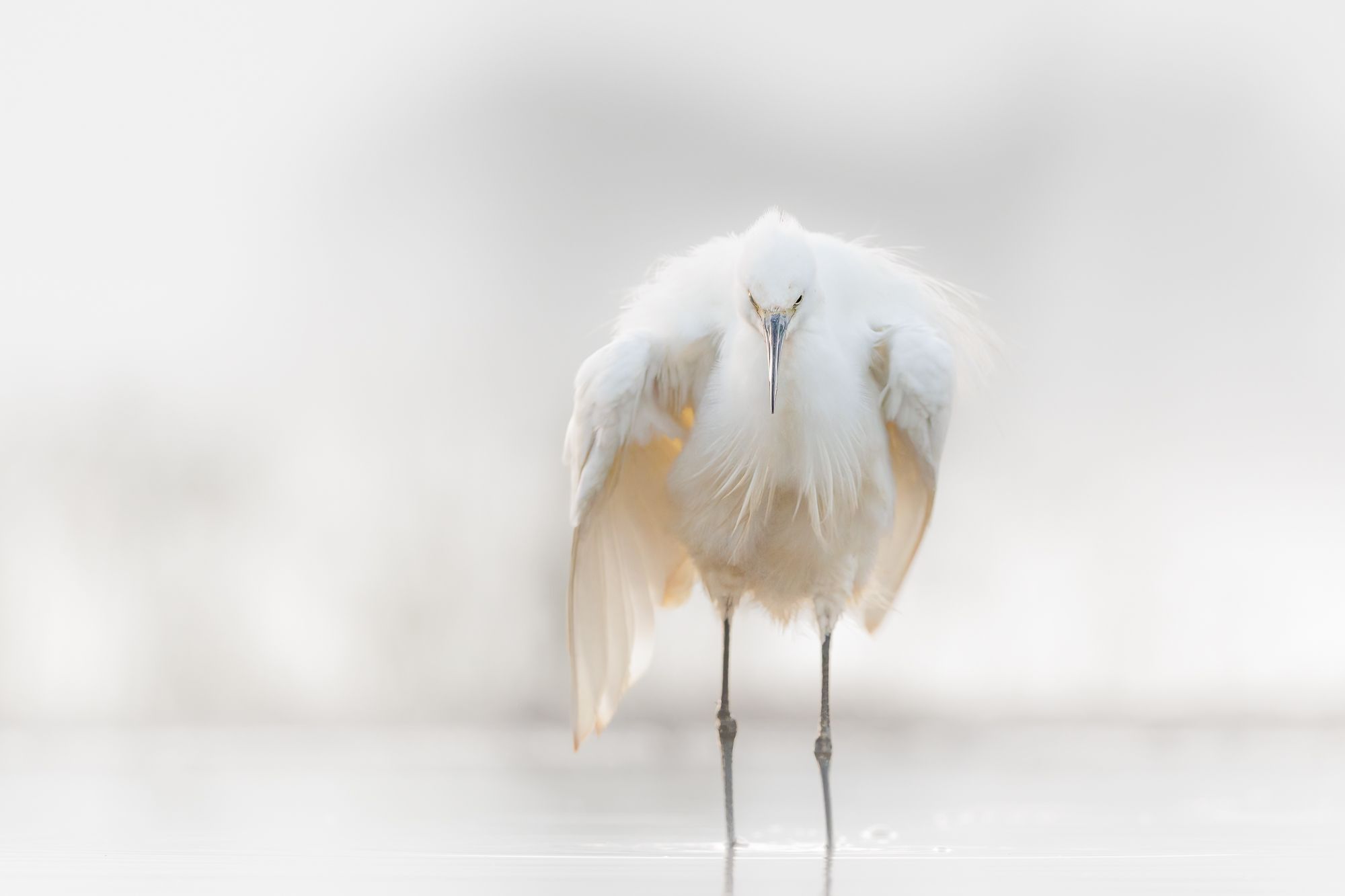 Little Egret