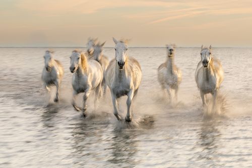 White Horses of the Camargue