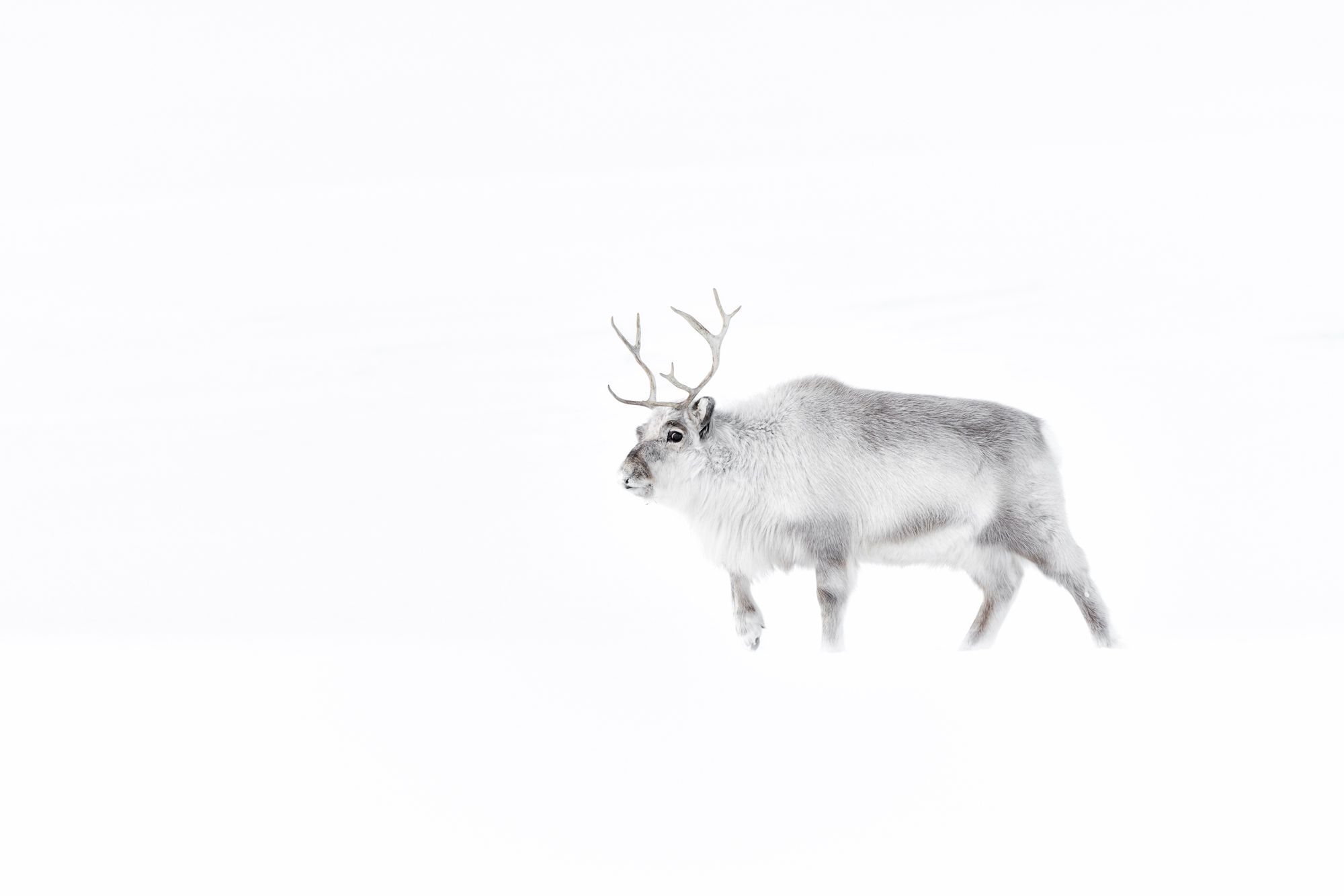 Reindeer in Snow in the Arctic