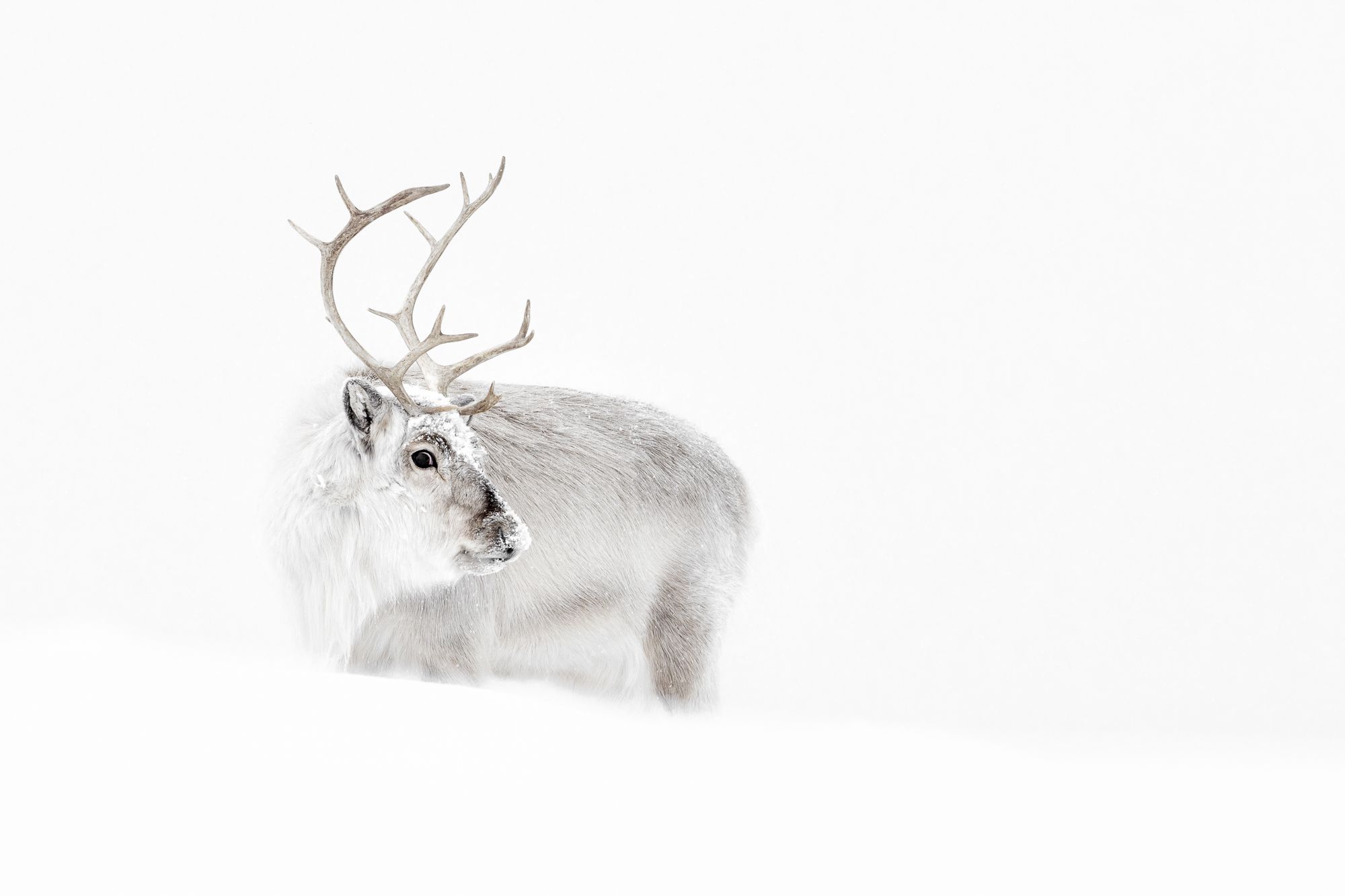 Reindeer in Snow in the Arctic