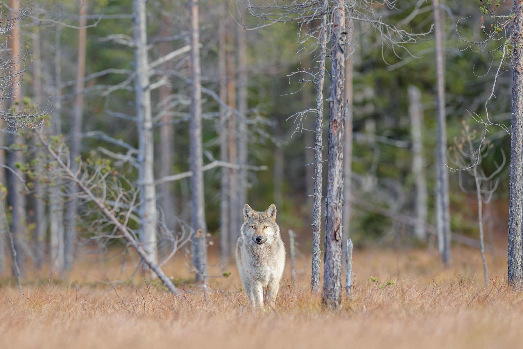 Wolf on the Finland border with Russia