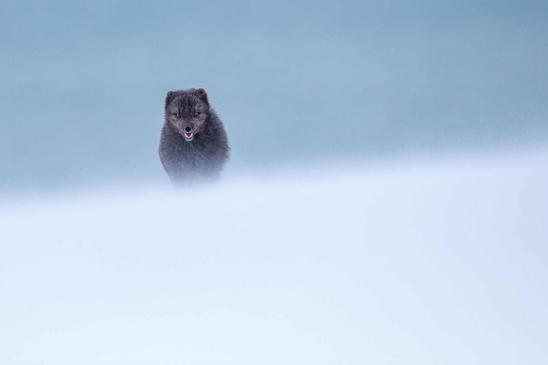 Arctic Fox Photography