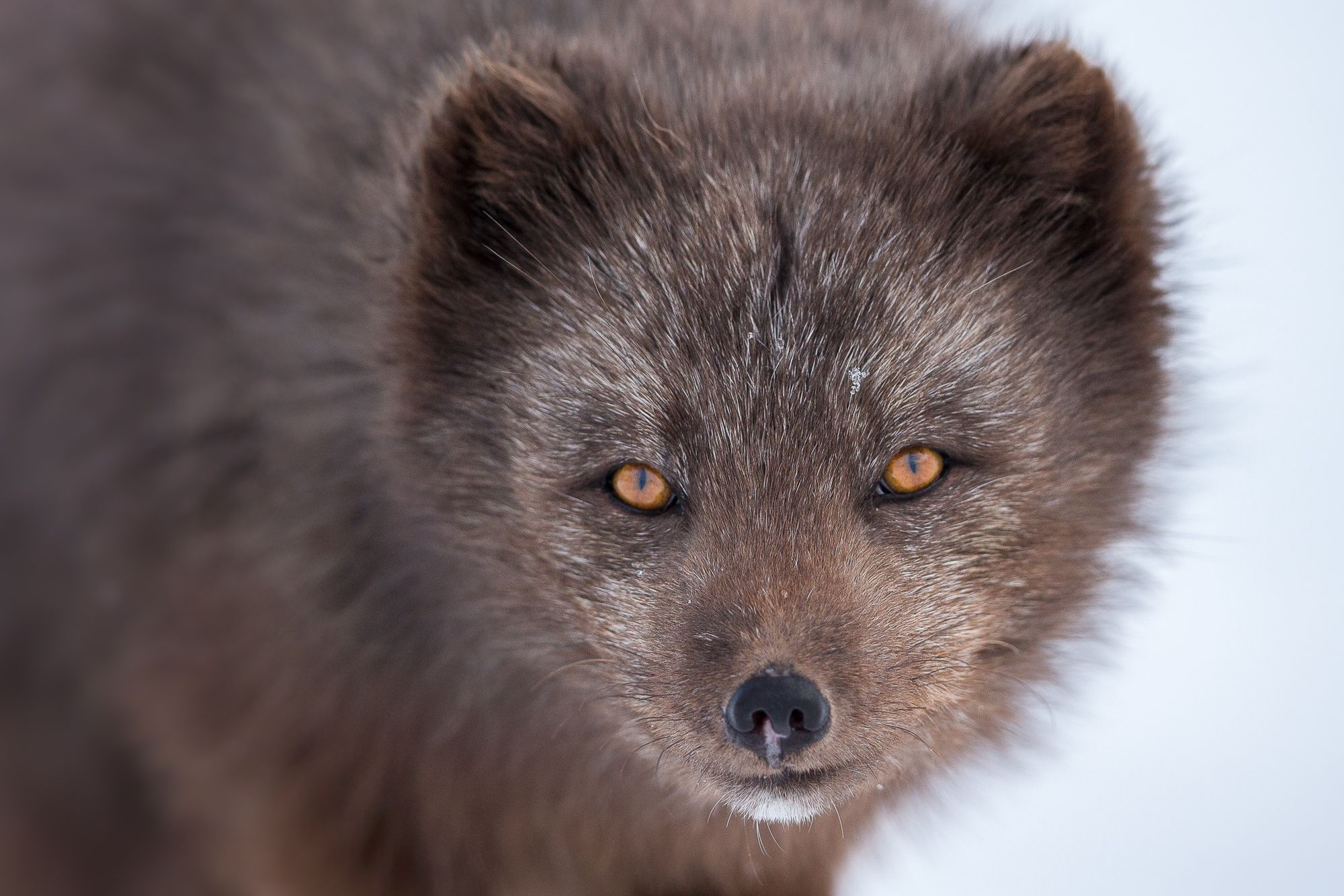 Blue Morph Arctic Fox