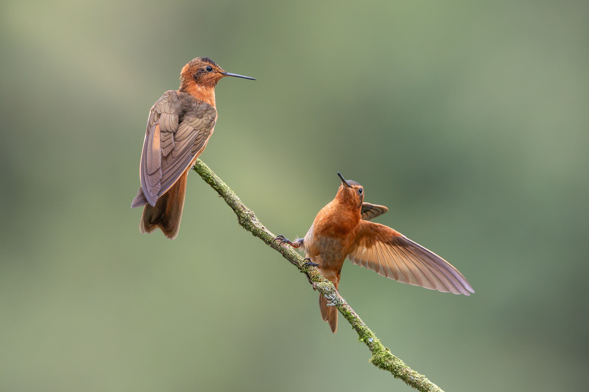 Hummingbirds