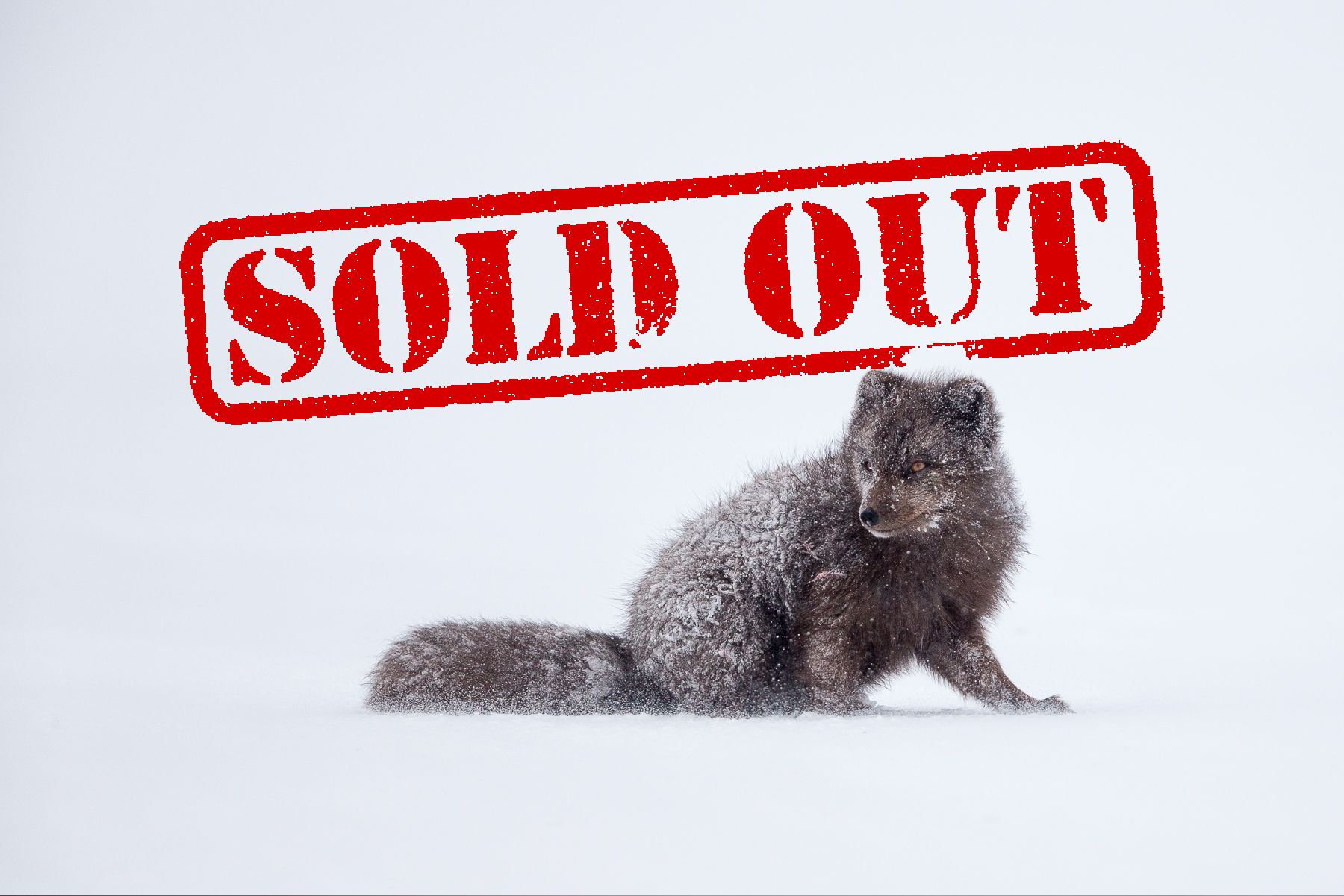 Arctic Fox Expedition 2020 SOLD OUT Arctic Fox Expedition 2020