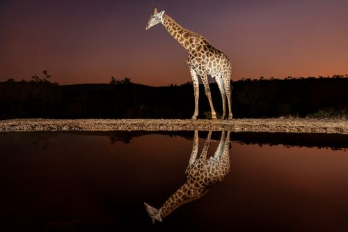 Giraffe at Waterhole