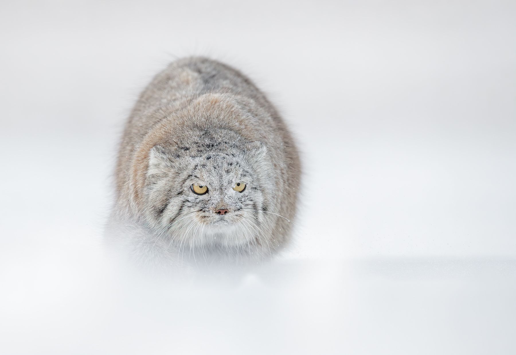 Pallas Cat in Snow in Winter in Mongolia