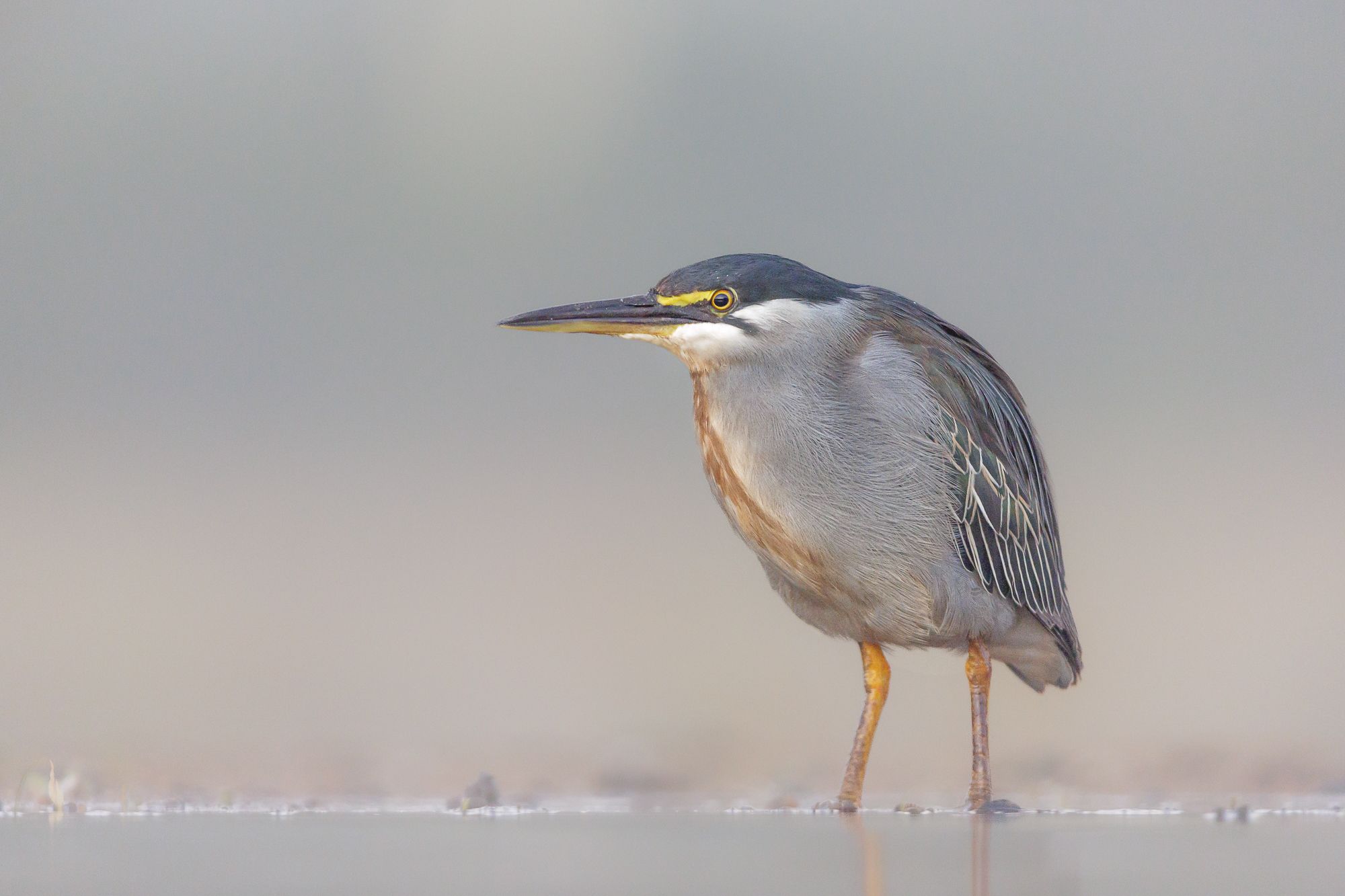 Bird at Lagoon Hide