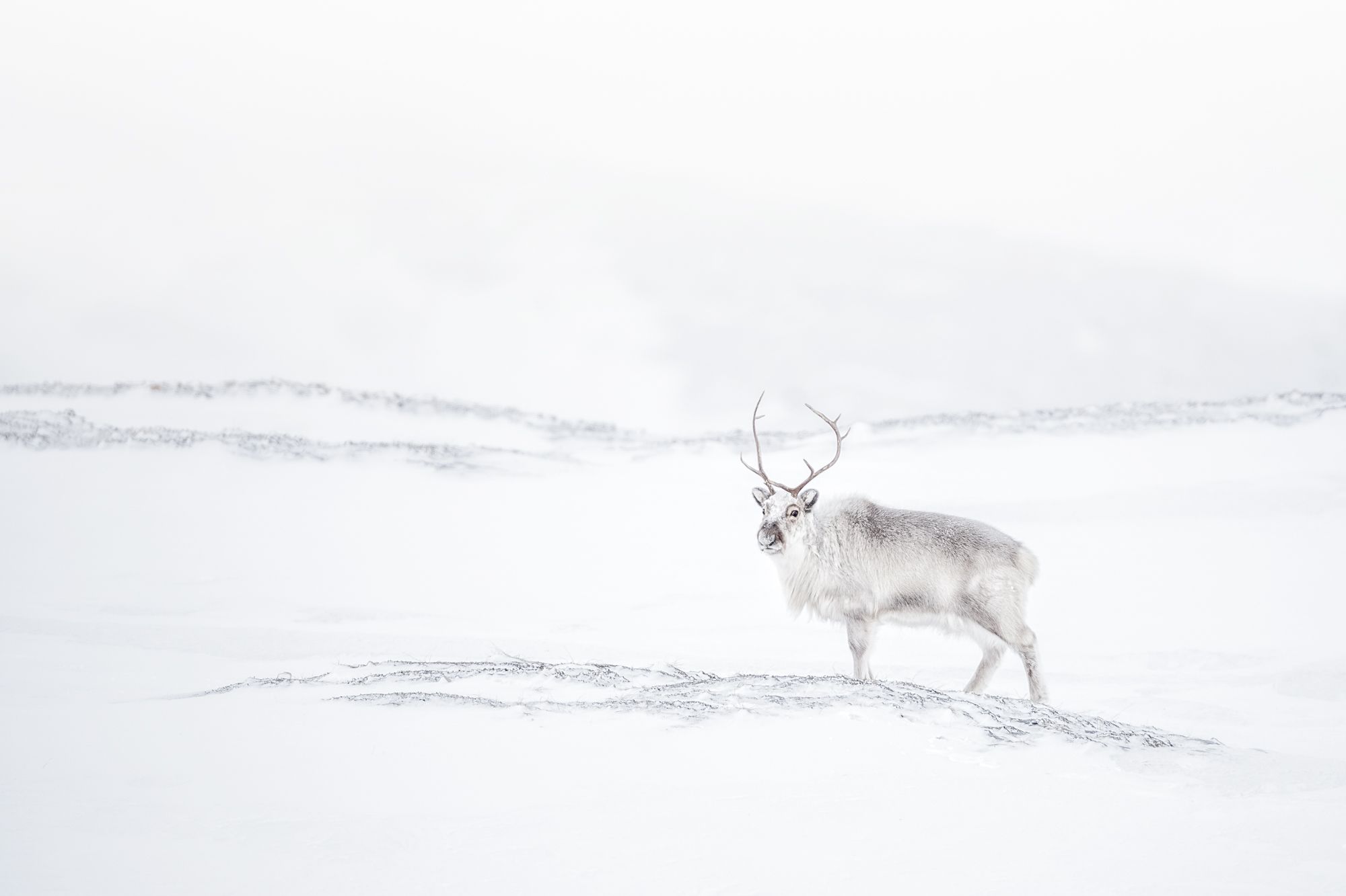 Reindeer in Snow in the Arctic