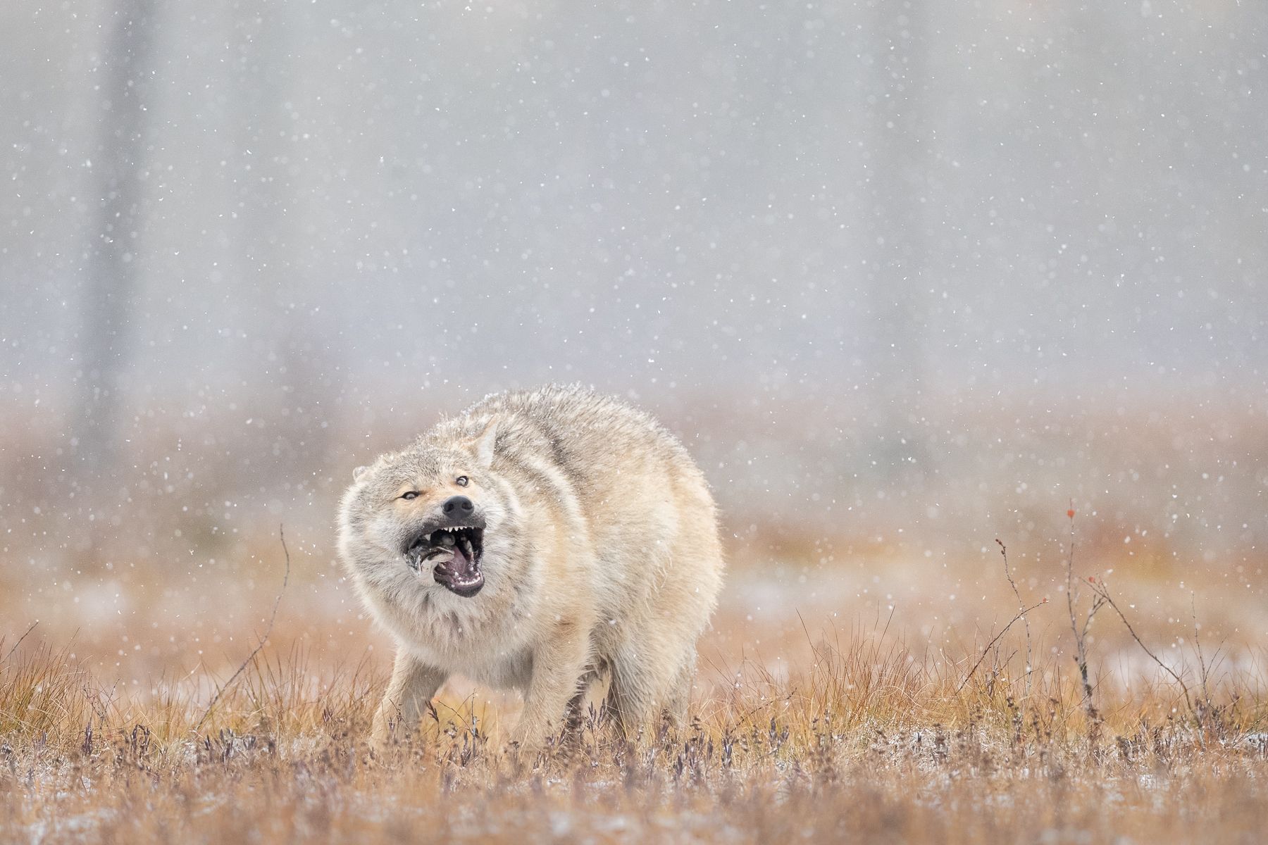 Wolf on the Finland border with Russia